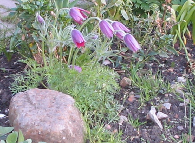 Pulsatilla
